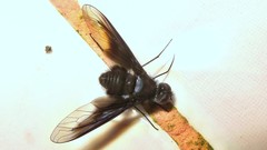 Anthrax angustipennis