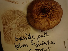 Inocybe flocculosa