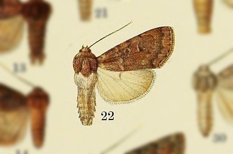 Actebia violetta