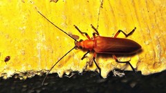 Diplectrus