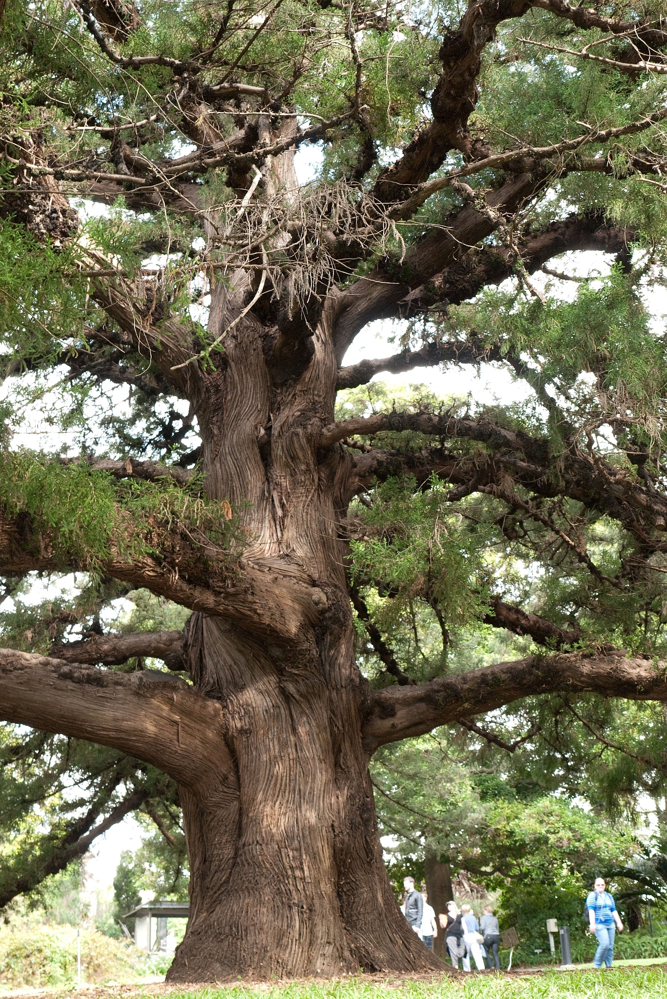 Bermuda juniper (Juniperus bermudiana) · iNaturalist