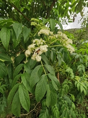 Sambucus peruviana