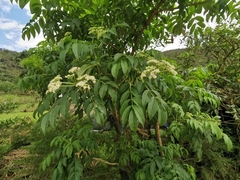 Sambucus peruviana