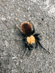 Brachypelma albiceps