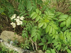 Sambucus peruviana
