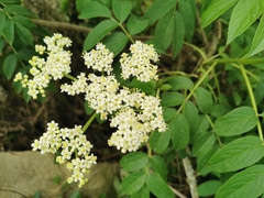 Sambucus peruviana