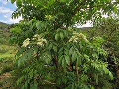 Sambucus peruviana