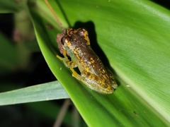 Dendropsophus cruzi