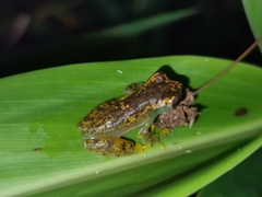 Dendropsophus cruzi