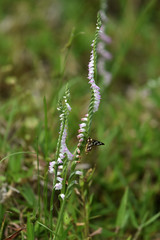 Spiranthes sinensis