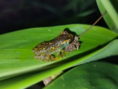 Dendropsophus cruzi
