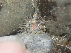 Anthopleura minima