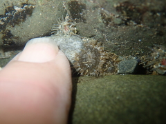 Anthopleura minima
