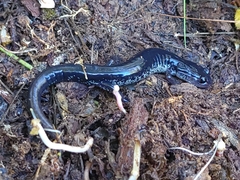 Plethodon chattahoochee