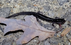 Plethodon chattahoochee