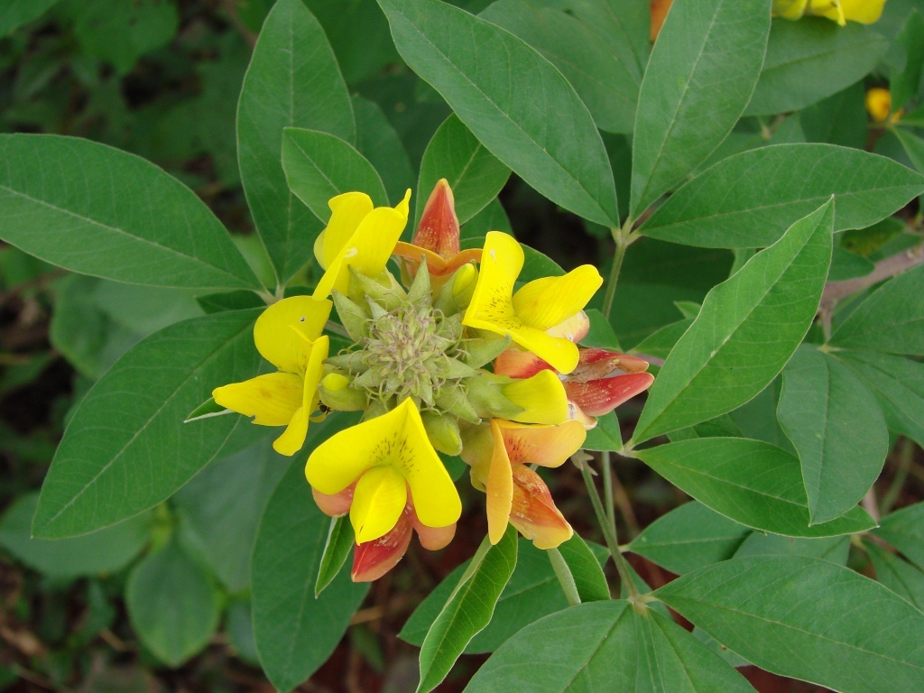 Crotalaria micans