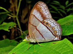 Archeuptychia cluena