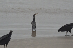 Nannopterum brasilianum