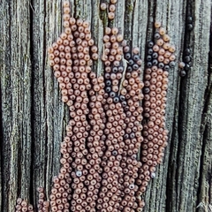 Lepidoptera