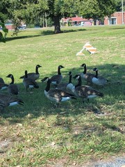 Branta canadensis
