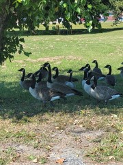 Branta canadensis