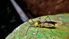 Zelus versicolor