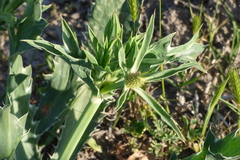 Eryngium coronatum