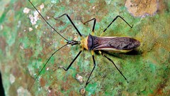Zelus versicolor
