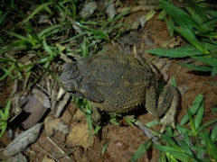 Rhinella cerradensis