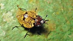 Cypherotylus adrianae