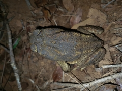 Rhinella cerradensis