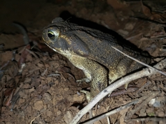 Rhinella cerradensis