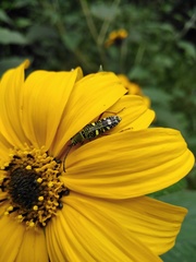 Ochraethes sulphurifer