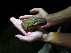 Rhinella cerradensis