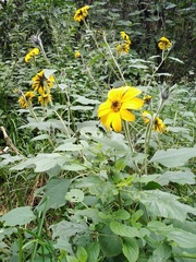 Ochraethes sulphurifer