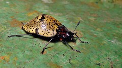 Cypherotylus adrianae