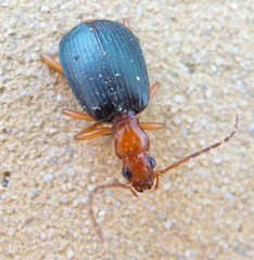 Brachinus ejaculans