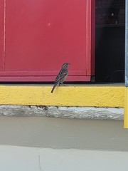 Passer domesticus