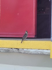 Passer domesticus