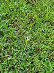 Orthoptera