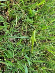 Orthoptera