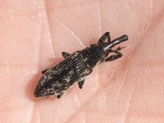 Lixus scrobicollis