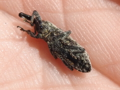 Lixus scrobicollis