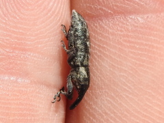 Lixus scrobicollis