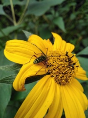 Ochraethes sulphurifer