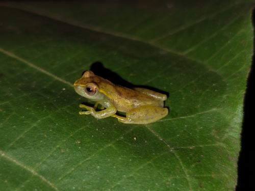 Cassilandia Tree Frog, Dendropsophus cruzi