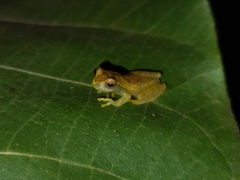 Dendropsophus cruzi
