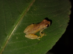 Dendropsophus cruzi