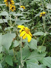 Ochraethes sulphurifer