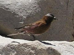 Leucosticte tephrocotis dawsoni